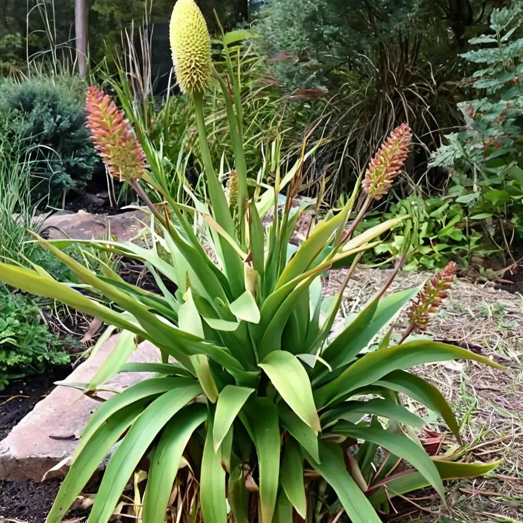 North's Red Hot Poker