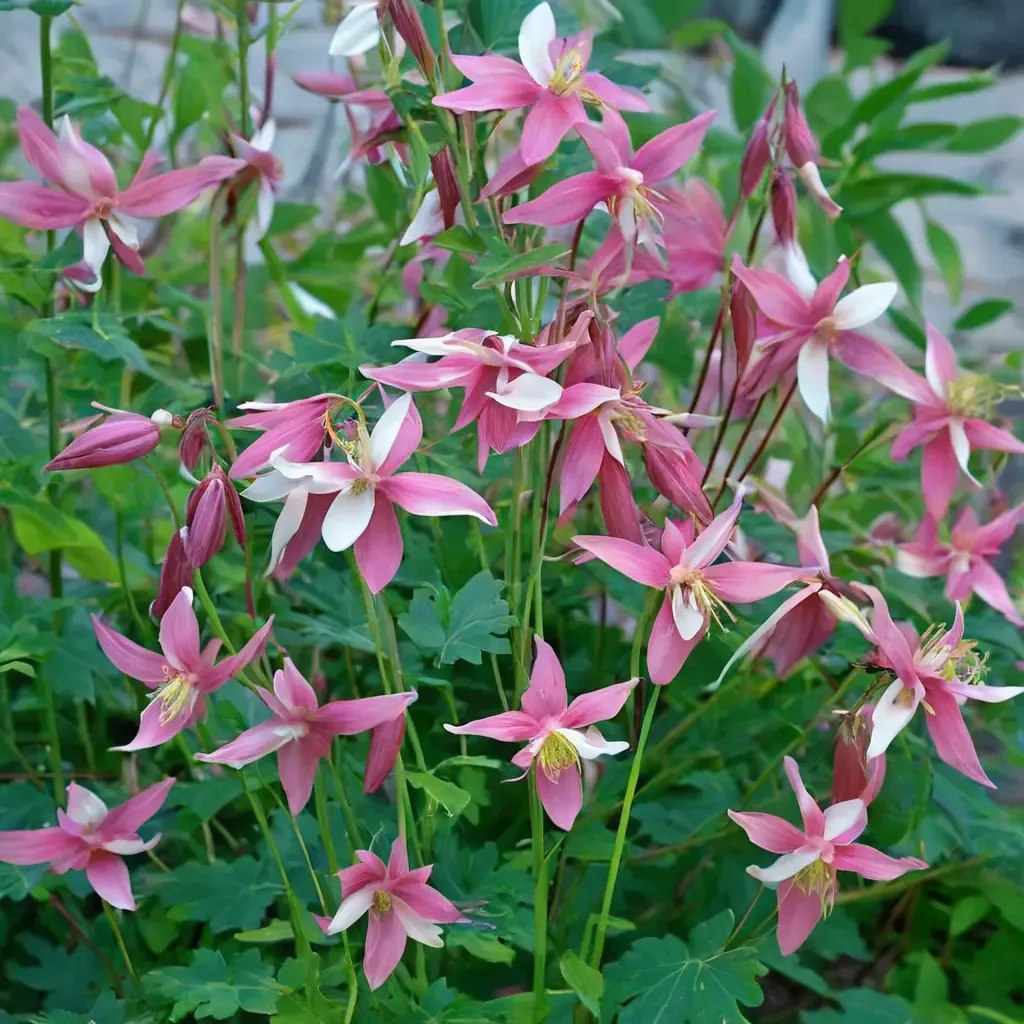 Biedermeier Columbine