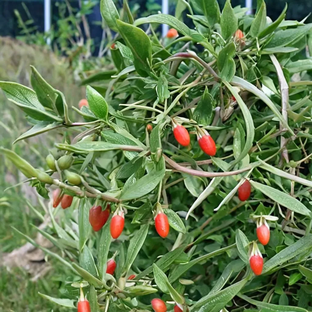 Goji Berry