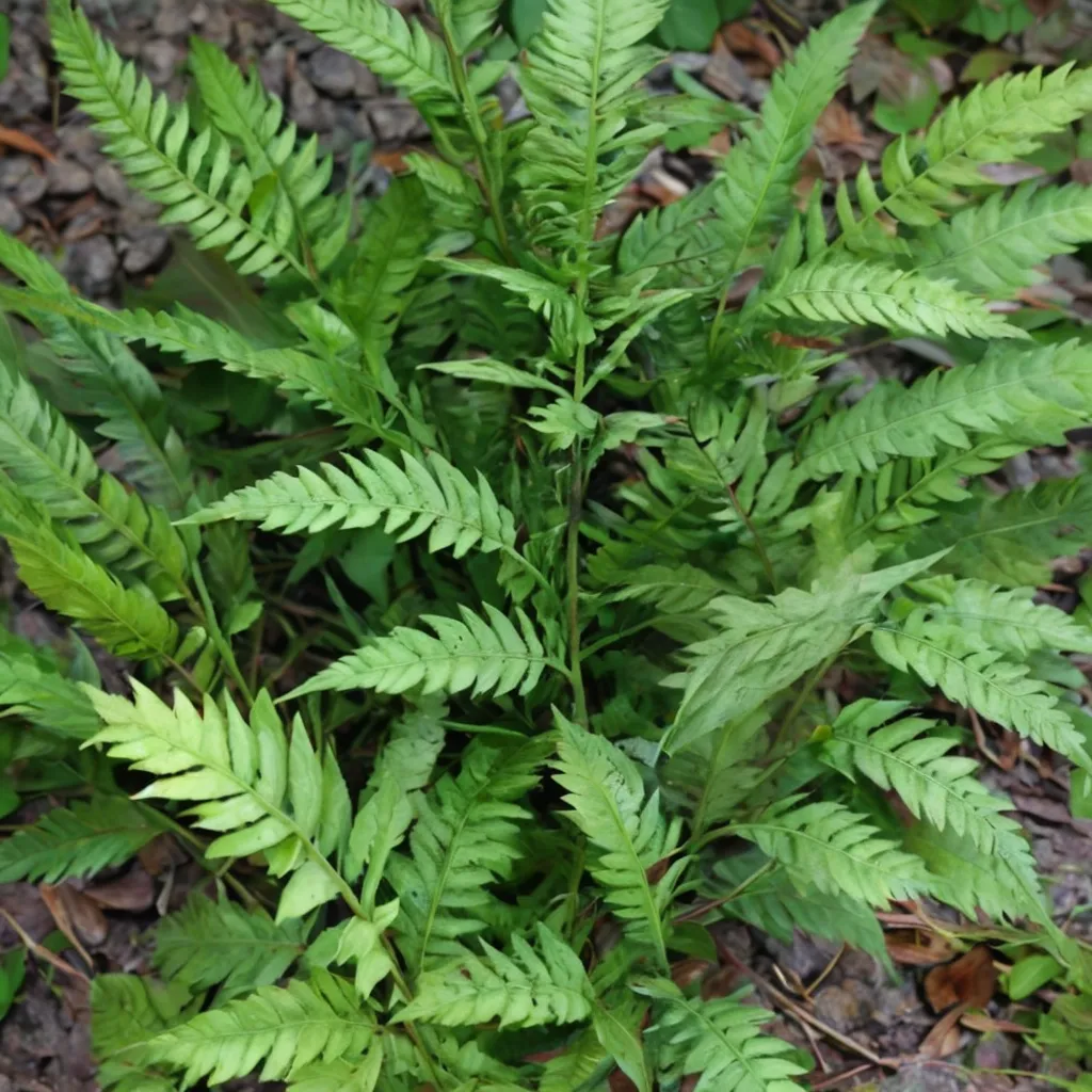 Tsushima Holly Fern
