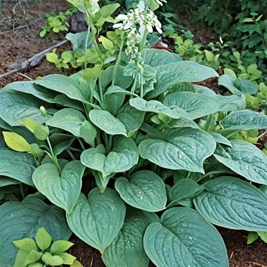 Humpback Whale Hosta