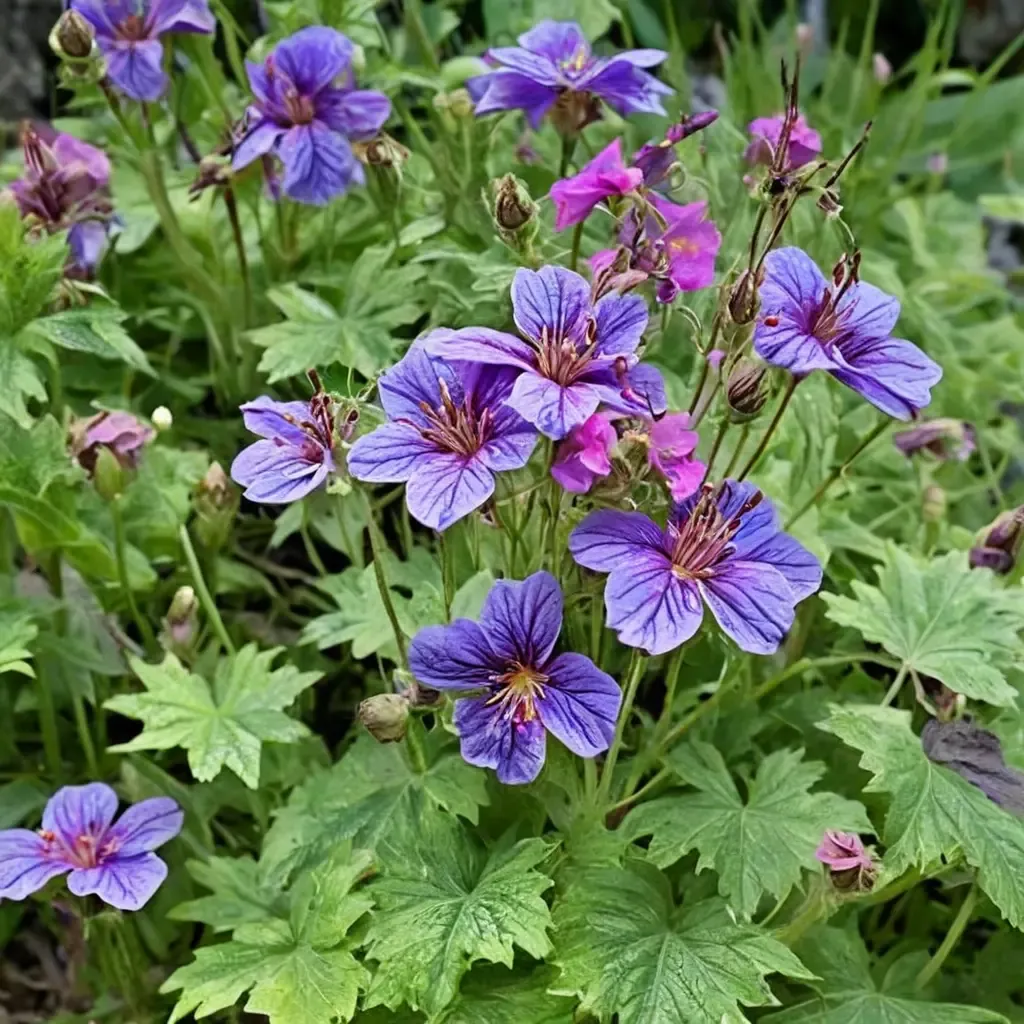 Showy Cranesbill