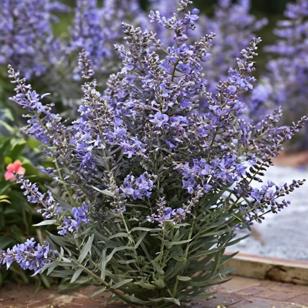 Russian Sage