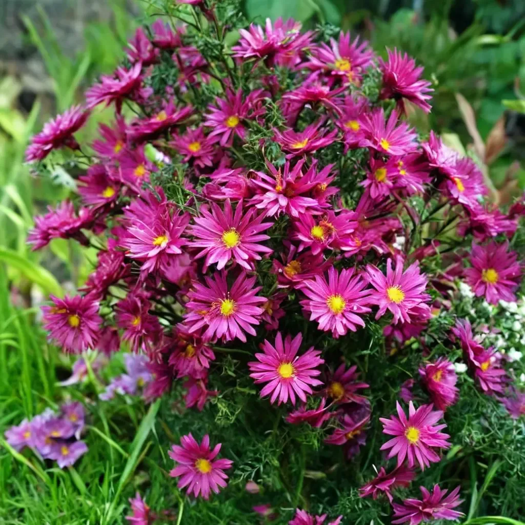 Crimson Brocade New England Aster