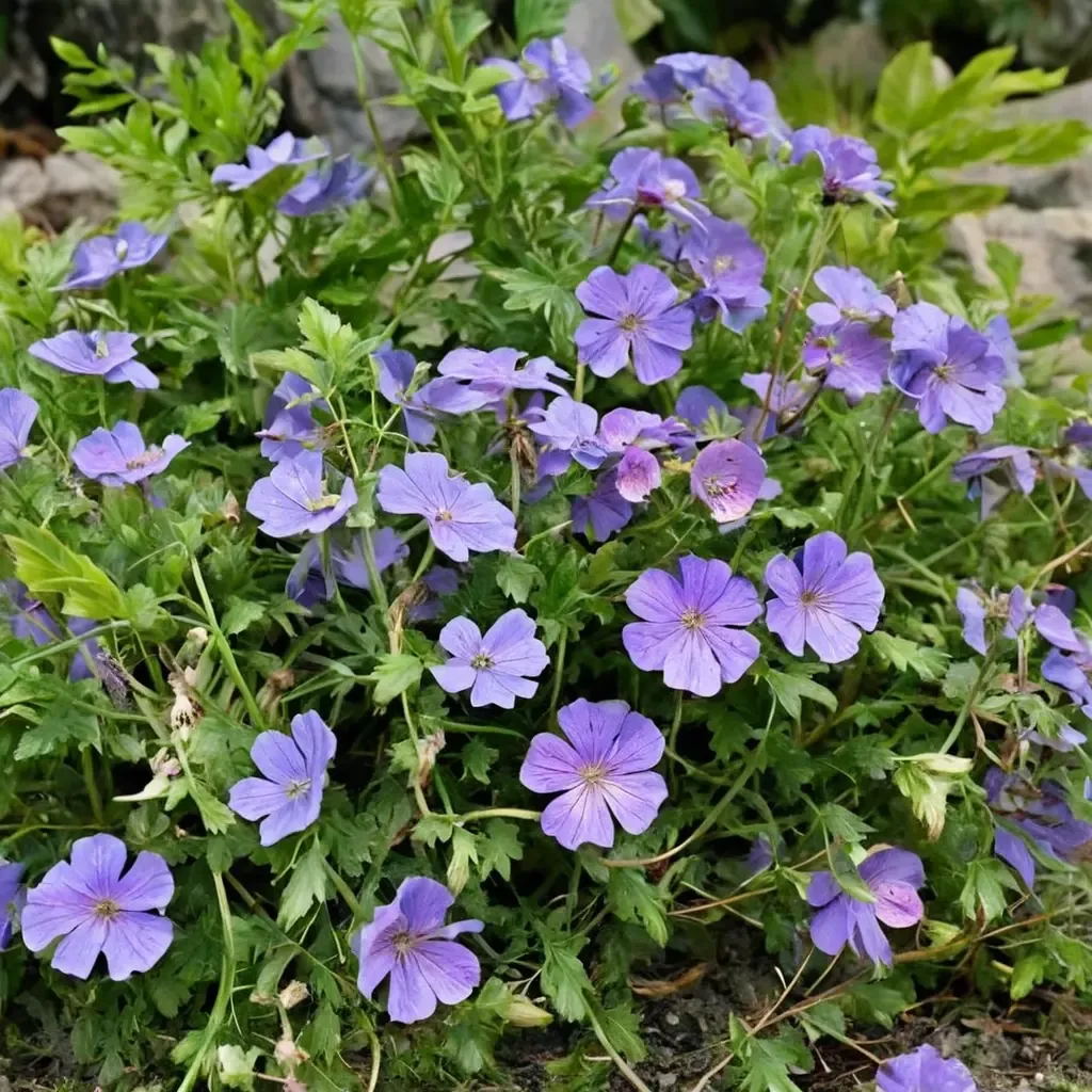 Azure Rush Geranium