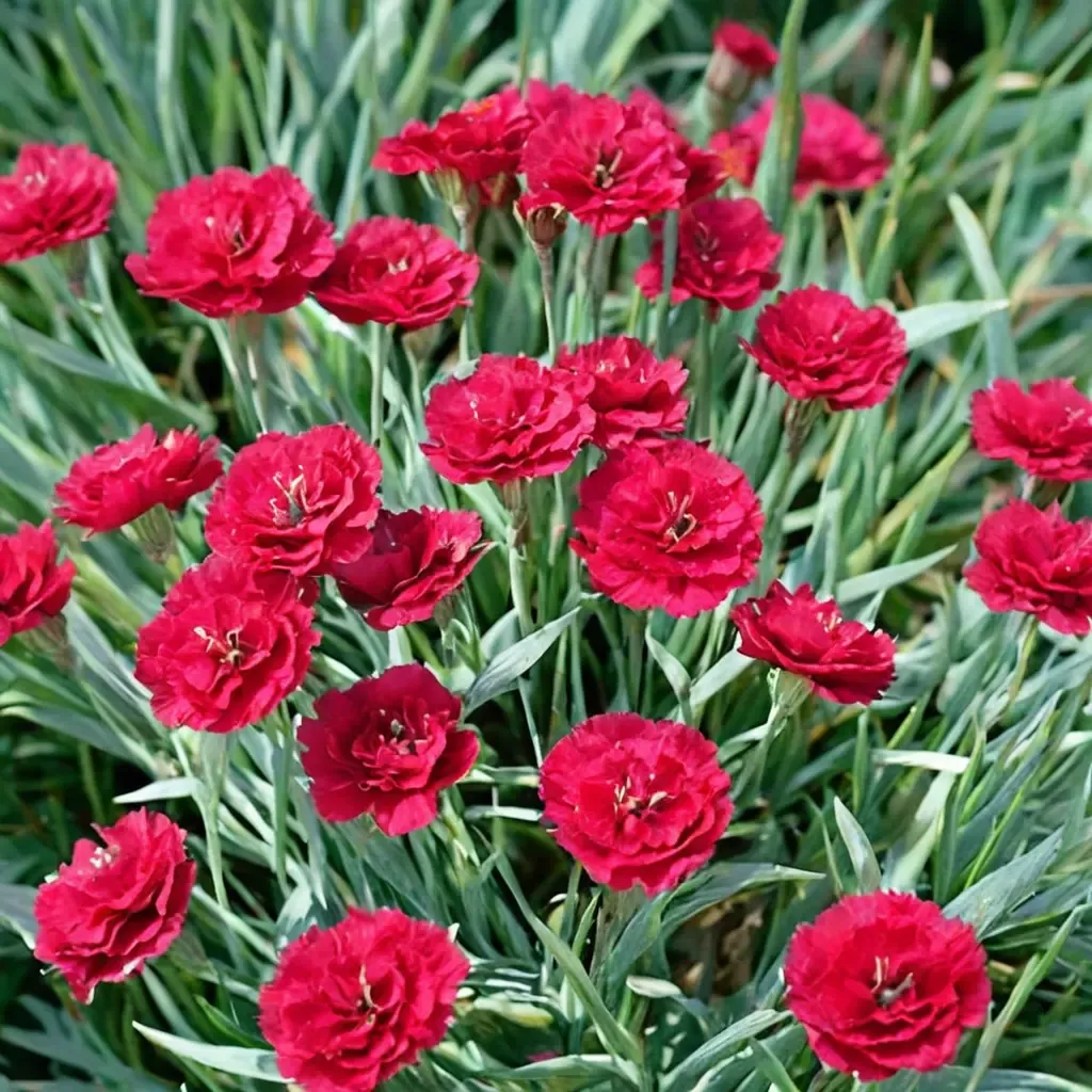 Frosty Fire Carnation