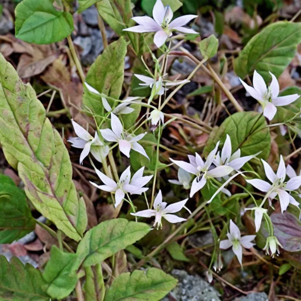 Sichuan Spider Barrenwort