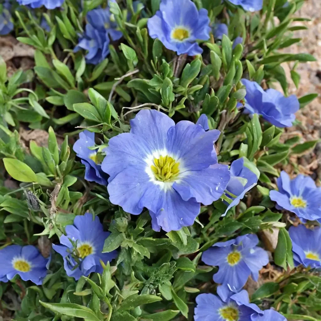 Chilean Bell Flower