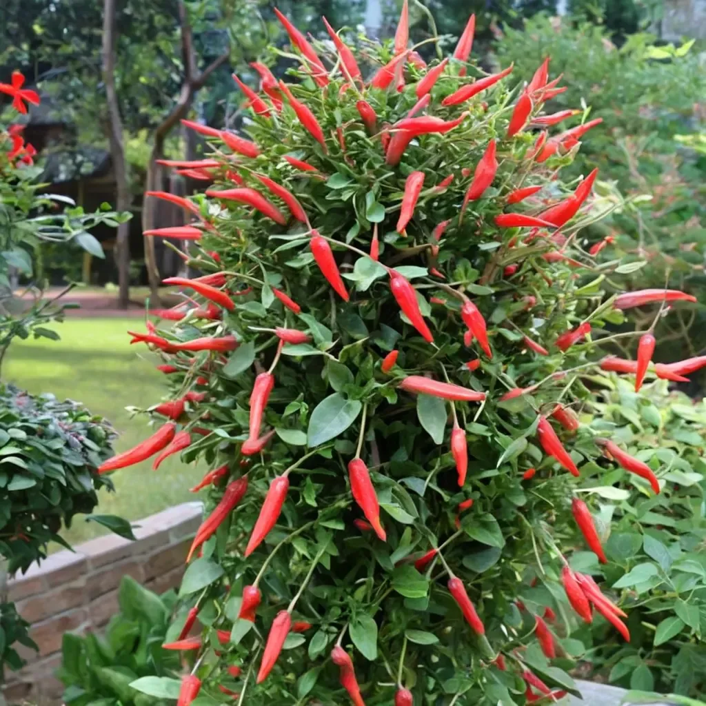 Firecracker Vine