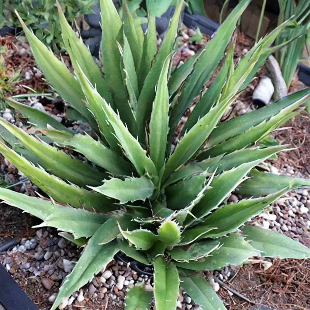 Garcia-Mendoza's Agave