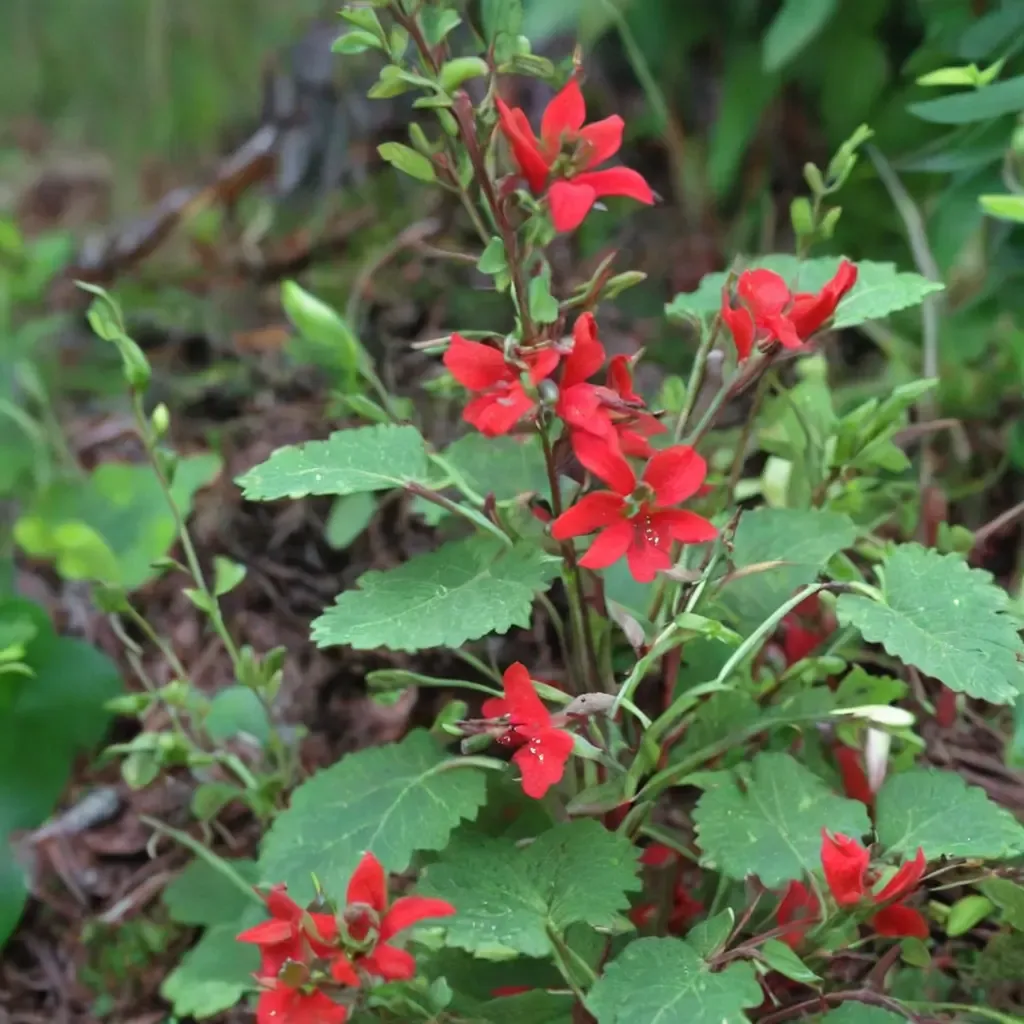 Cedar Sage