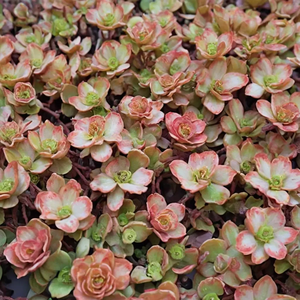 Fulda Glow Stonecrop
