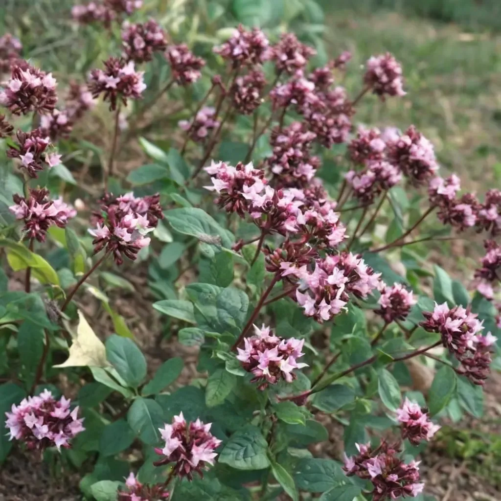Ornamental Oregano