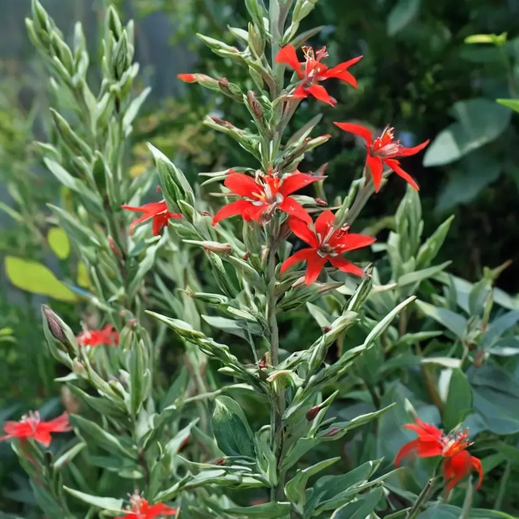 Royal Catchfly