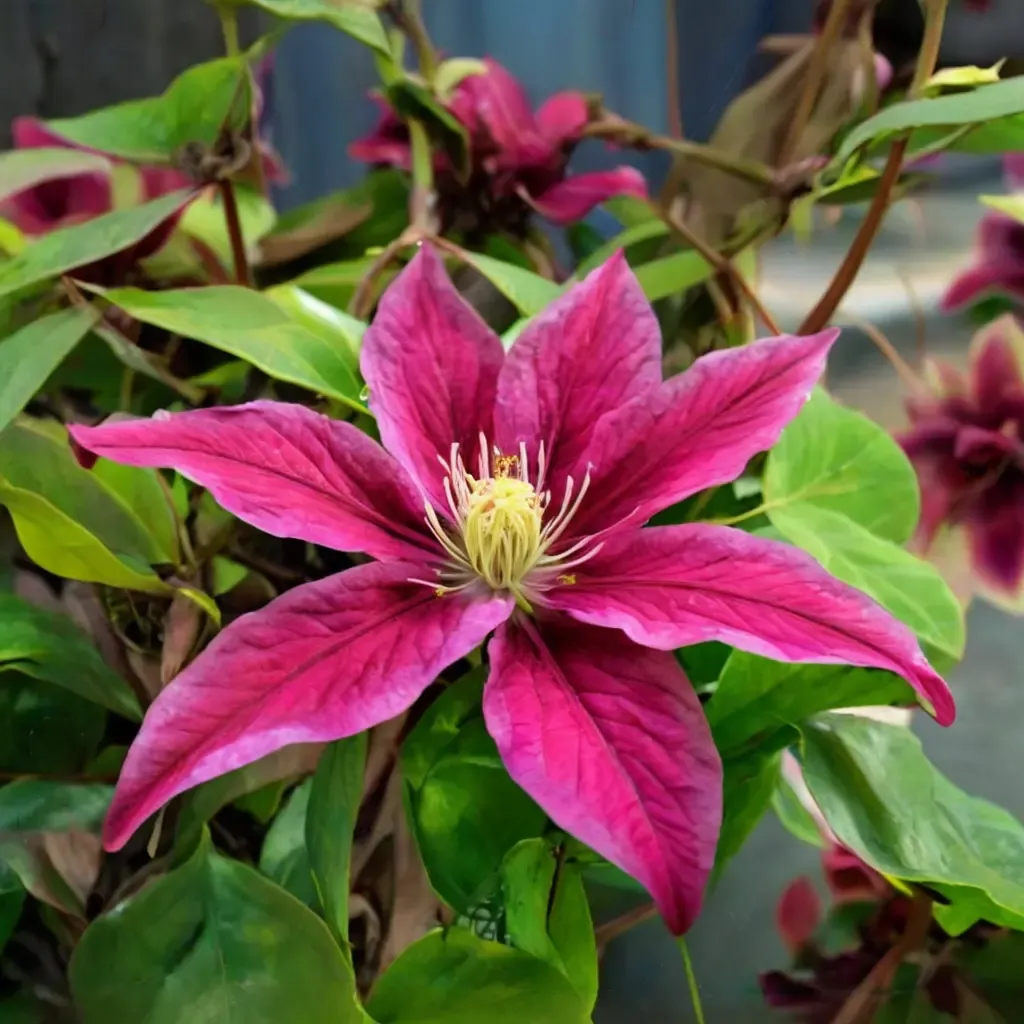 Fern-leaved Clematis