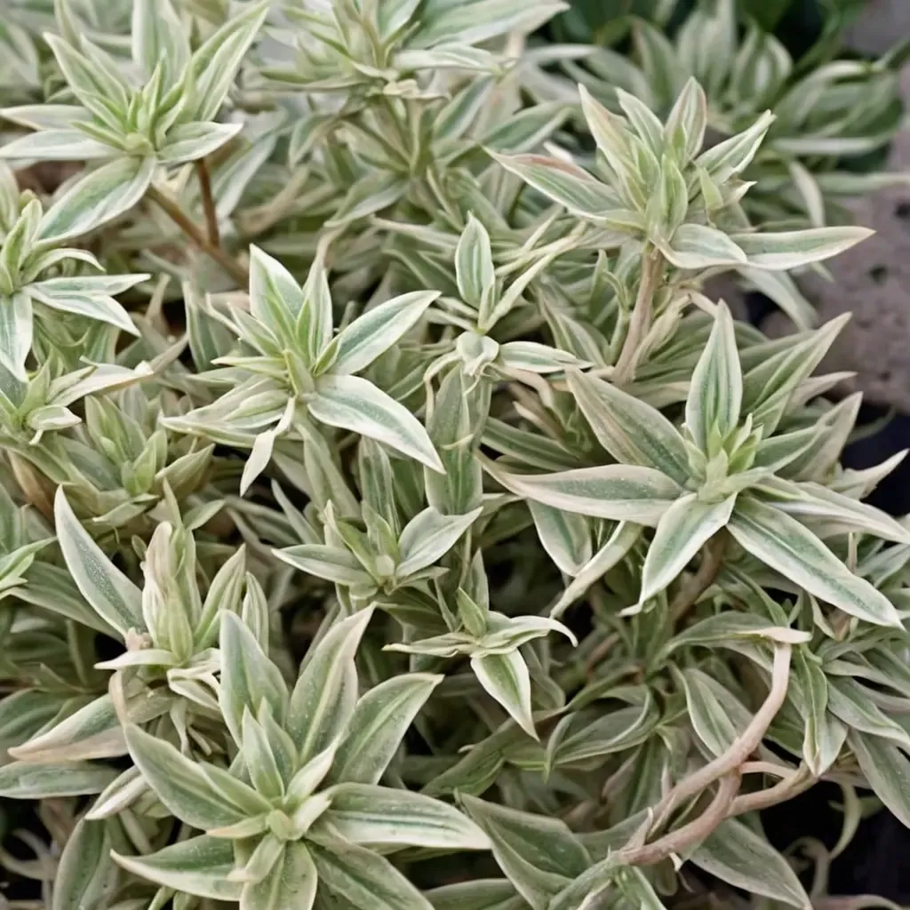 Sea Urchin Stonecrop