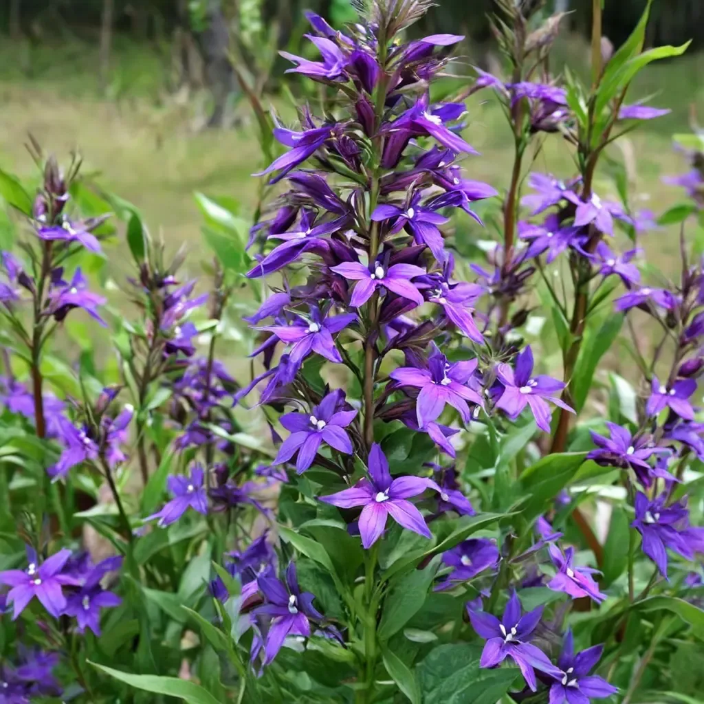 Vedrariensis Lobelia