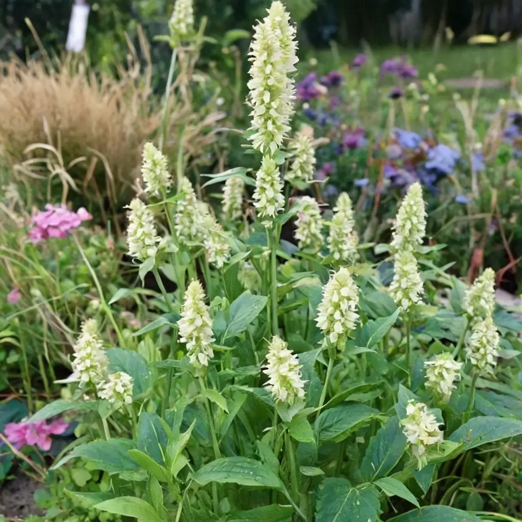 Alabaster Anise Hyssop
