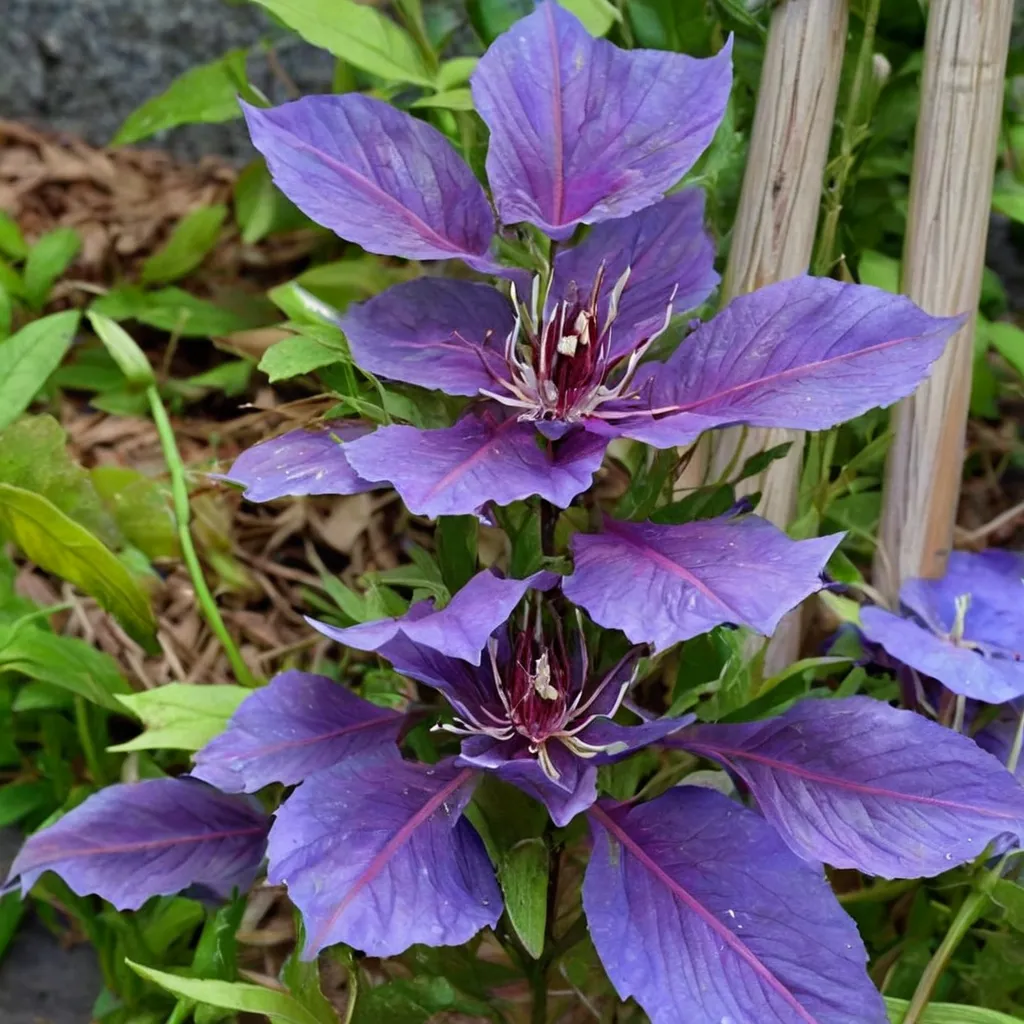 Clematis Edda