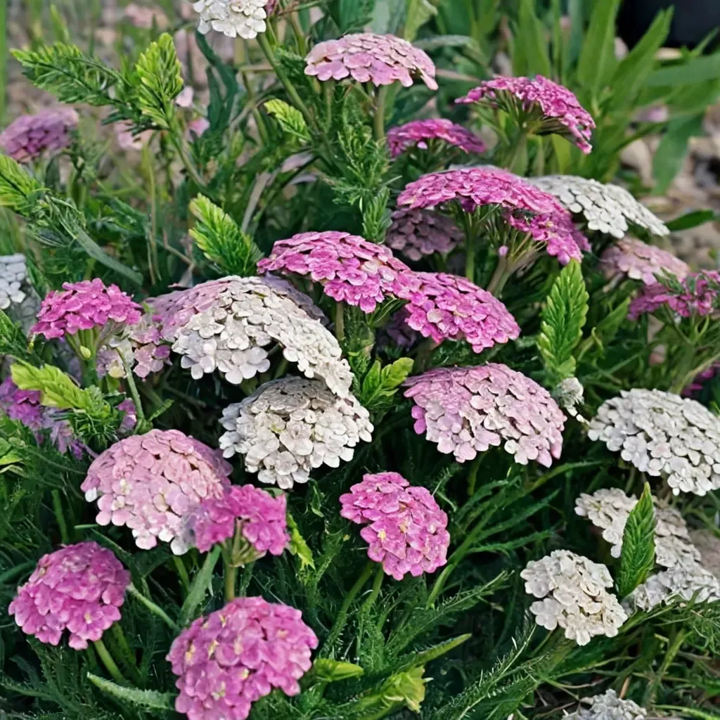 Apple Blossom Yarrow