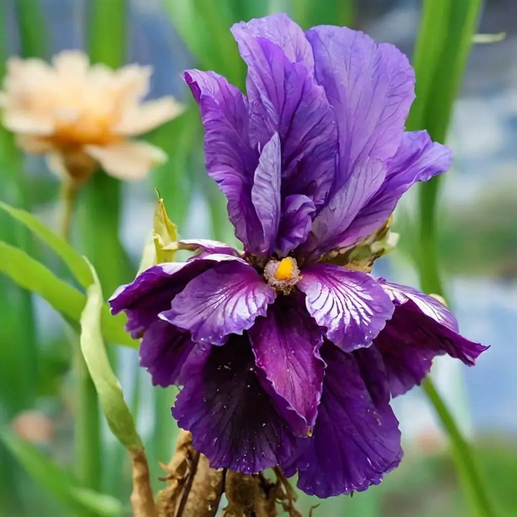 Bearded Iris