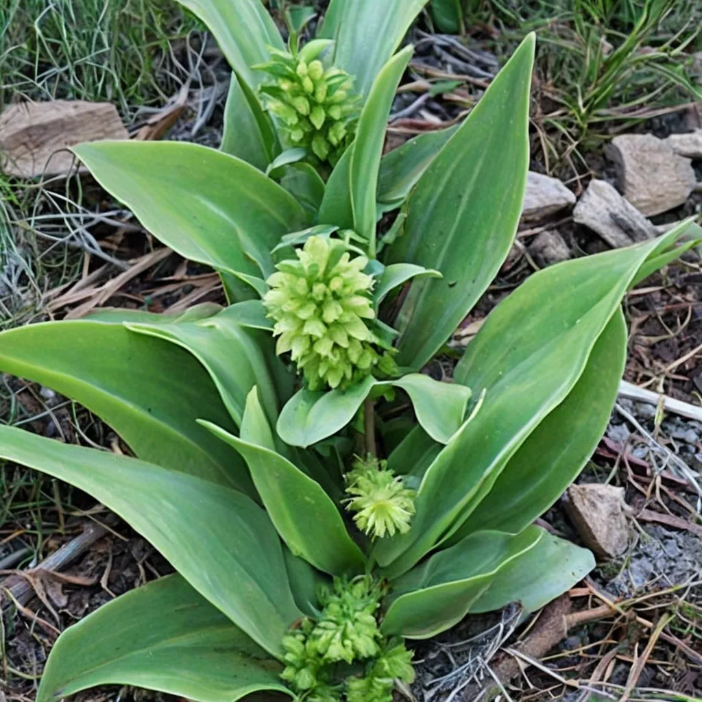 Pineapple Lily