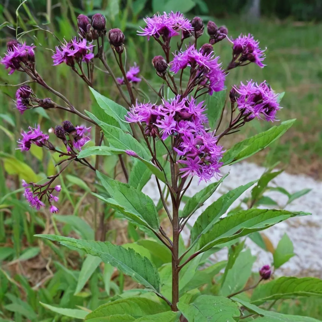 New York Ironweed