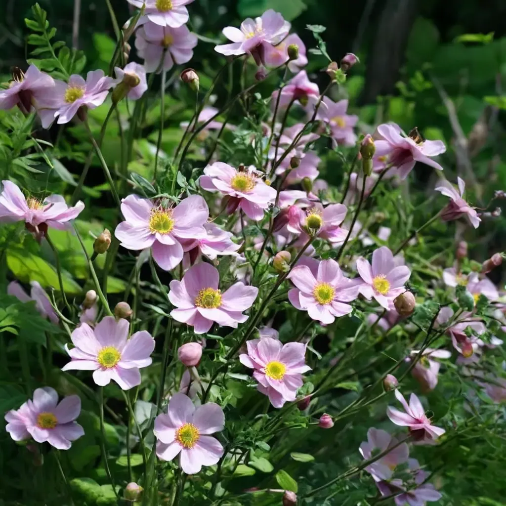 Königin Charlotte Anemone