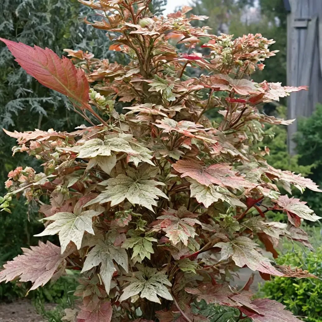 Esk Sunset Japanese Maple