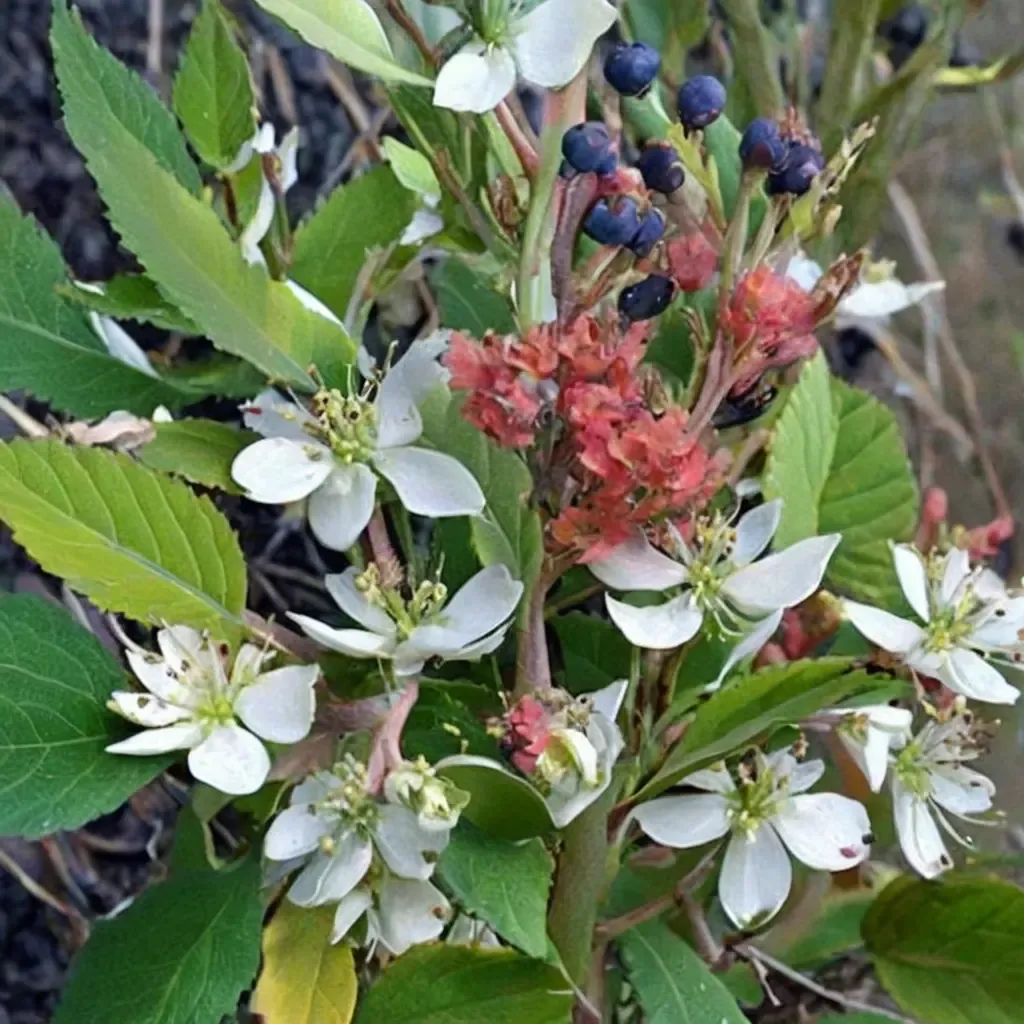Timm Success Serviceberry