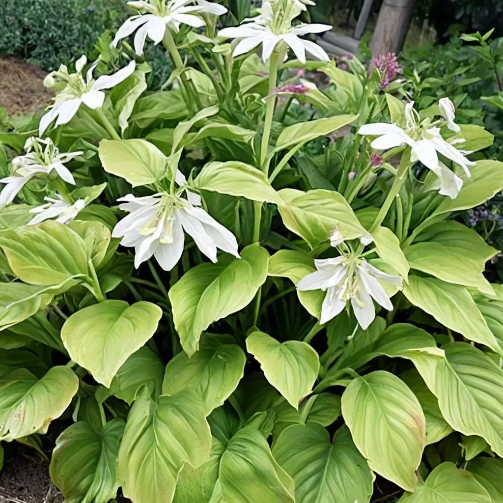 Fragrant Plantain Lily