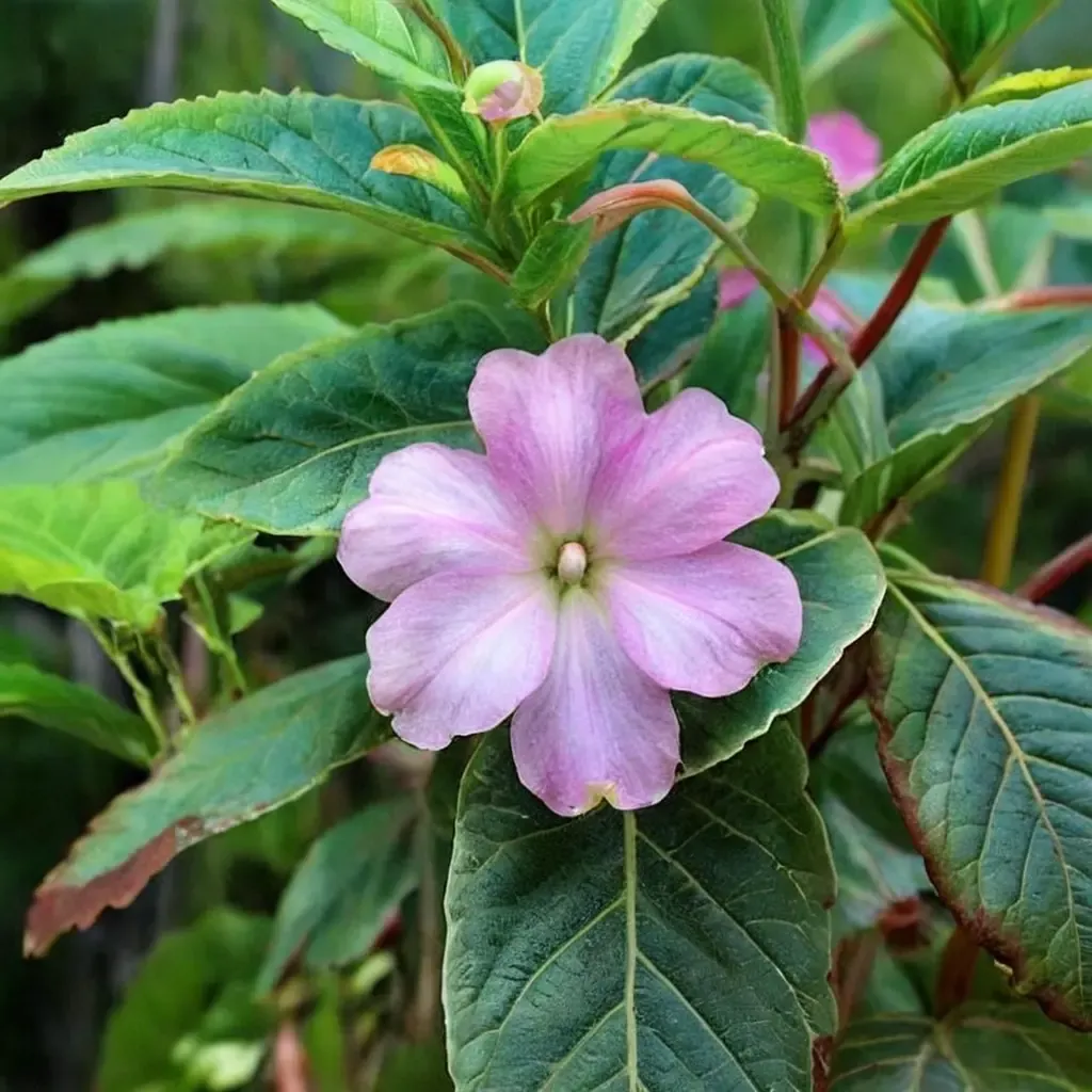 Robert the Red Impatiens