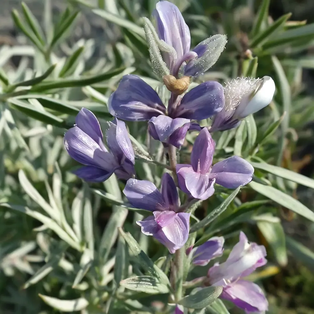 Chamisso Bush Lupine