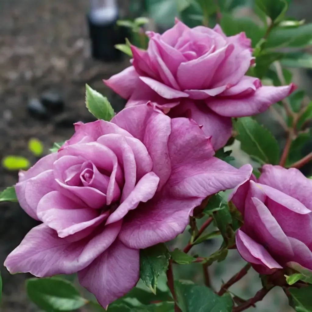 Fragrant Plum Rose