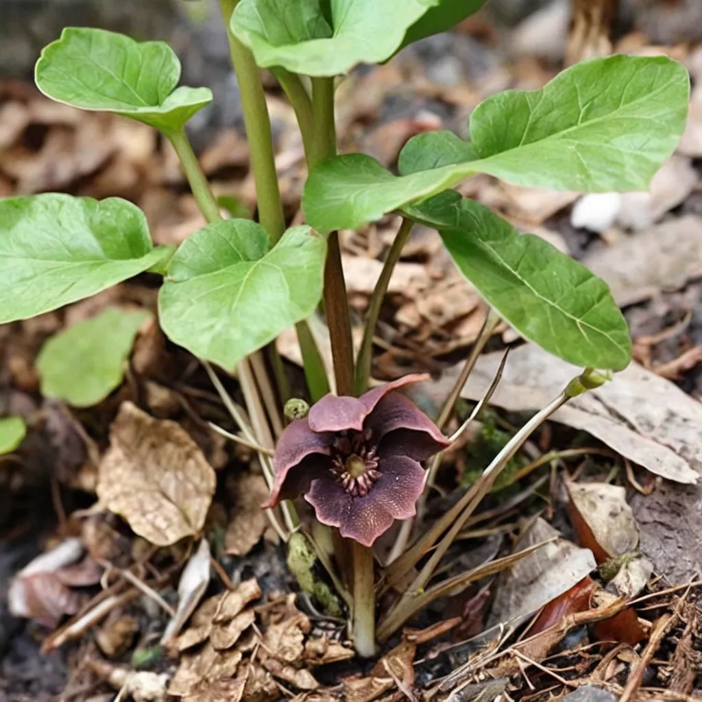 Siebold's Wild Ginger
