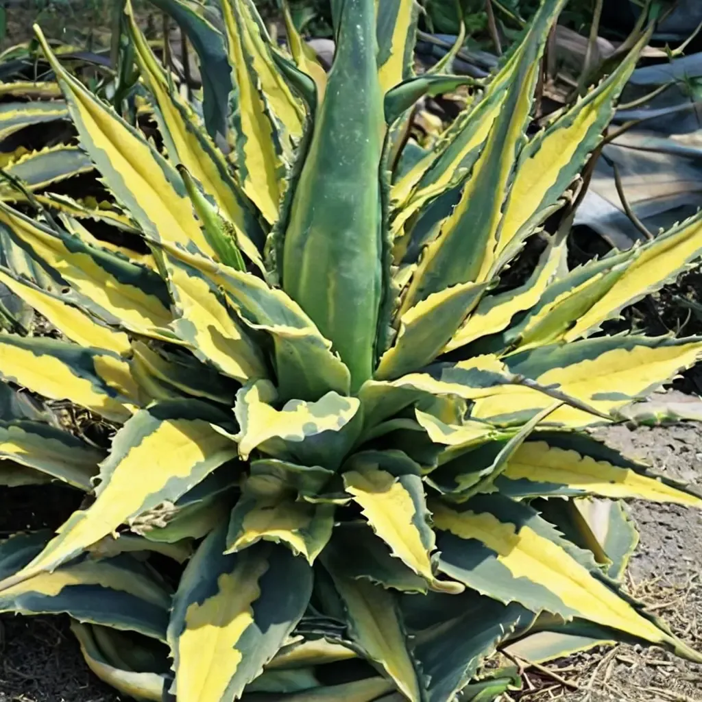 Variegated Century Plant
