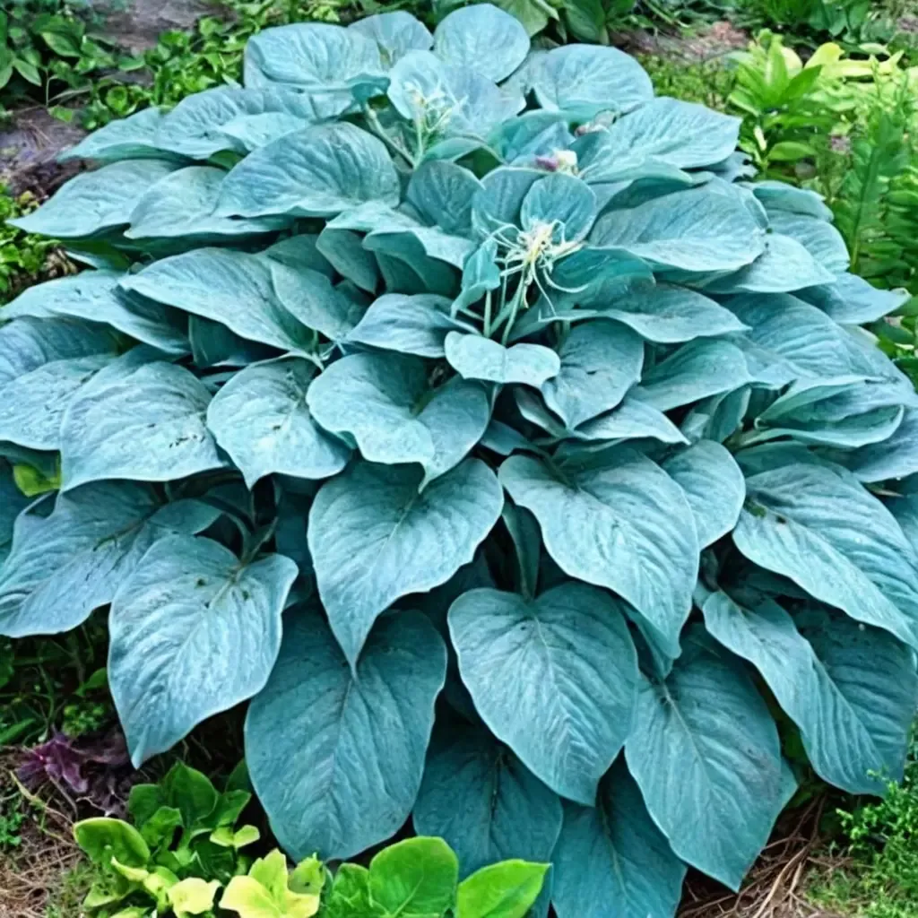 Blue Angel Hosta
