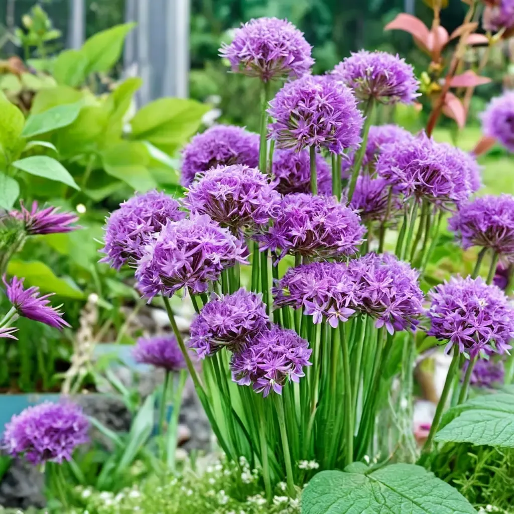 Ornamental Onion
