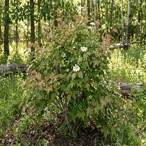 Redwing American Cranberrybush