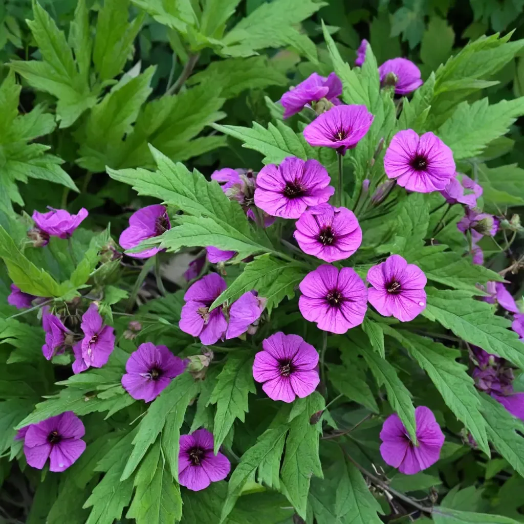 Armenian Cranesbill