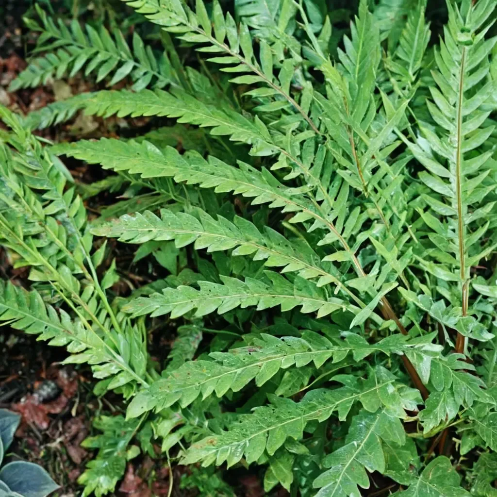 Southern Wood Fern