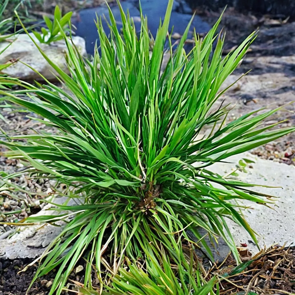 Dwarf Sweet Flag