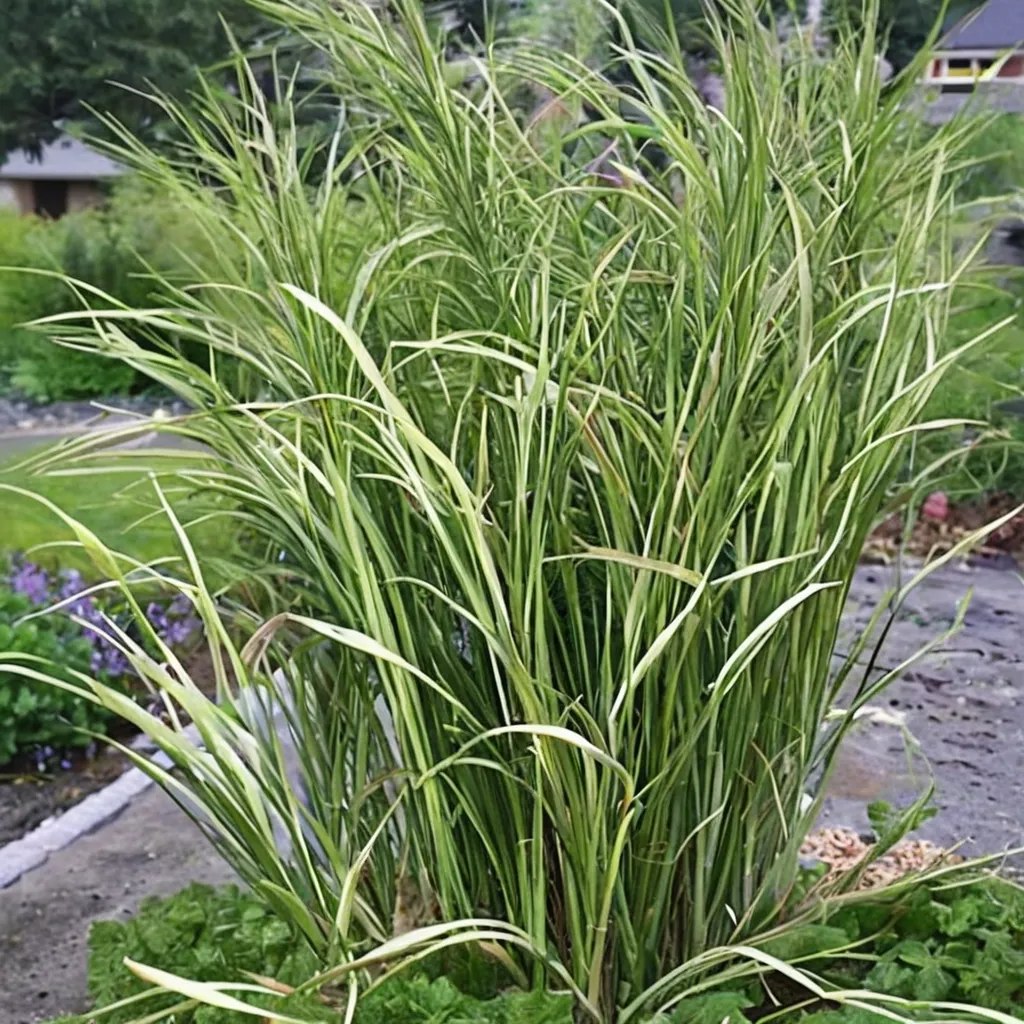Eldorado Feather Reed Grass
