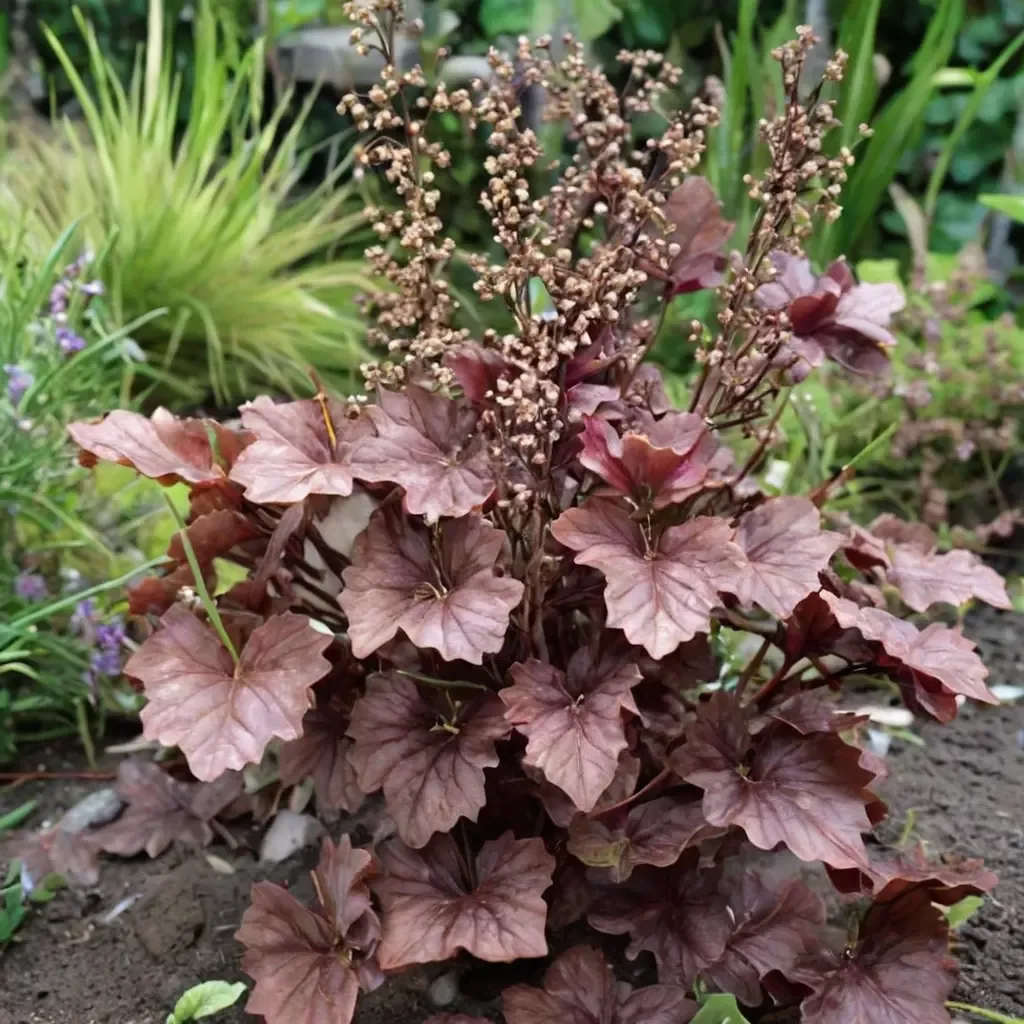 Marmalade Coral Bells