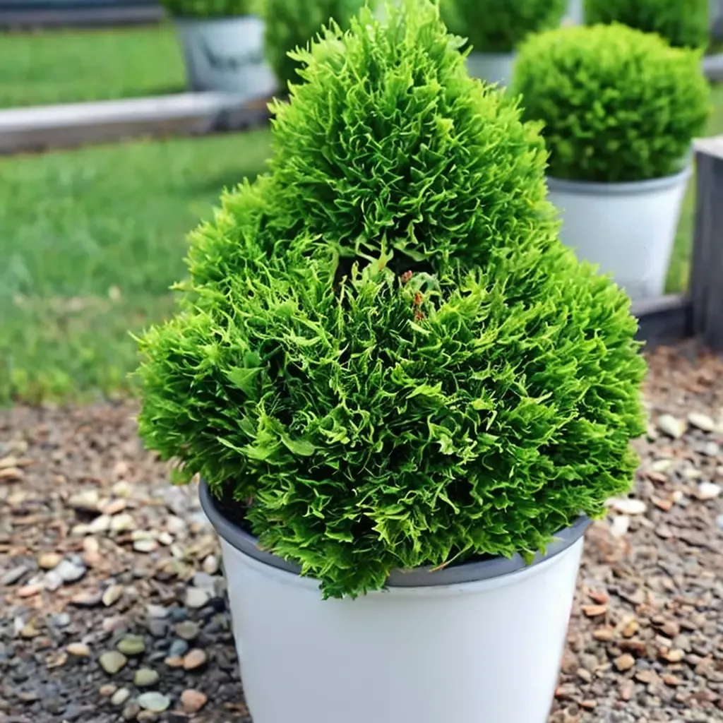 Tater Tot Arborvitae