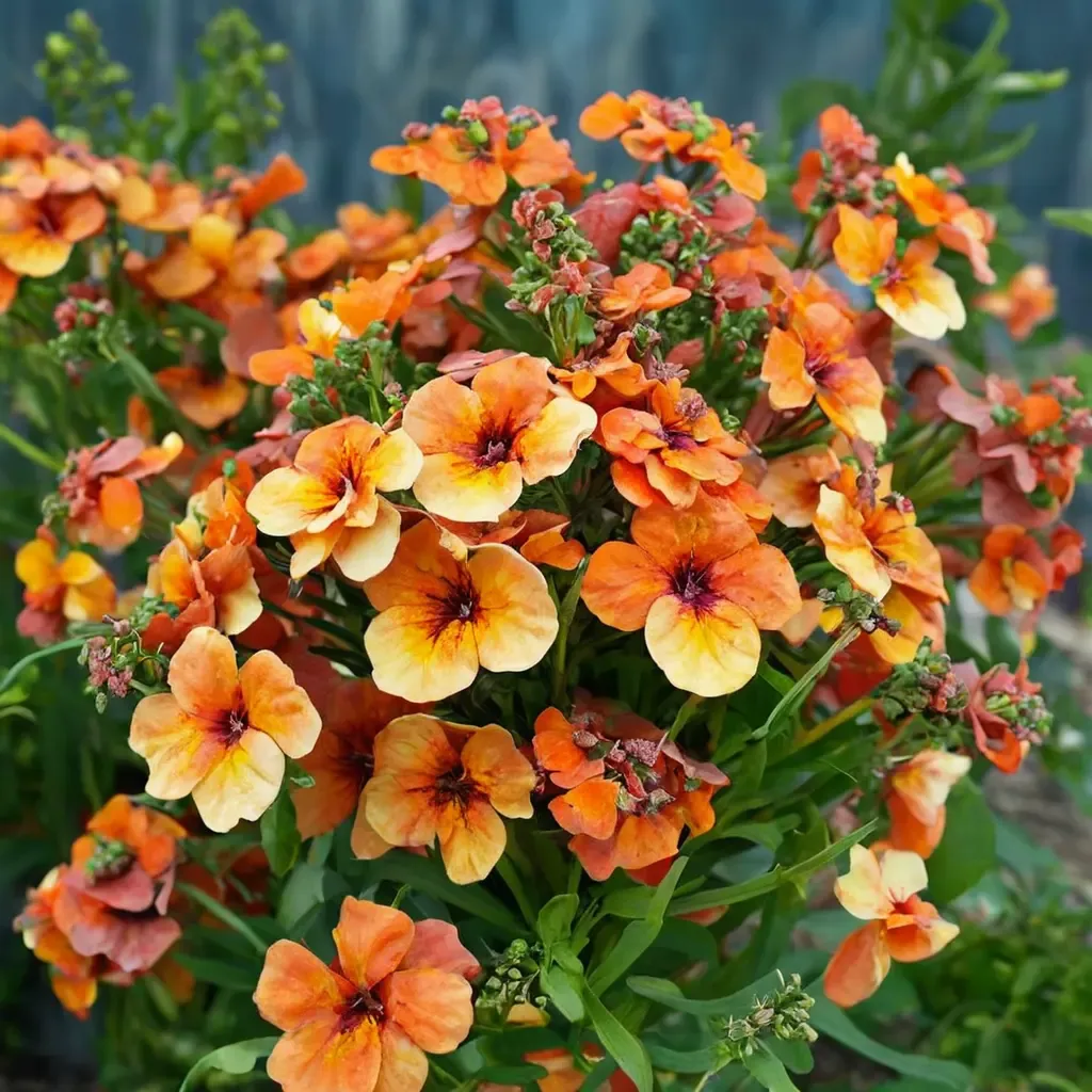 Nemesia