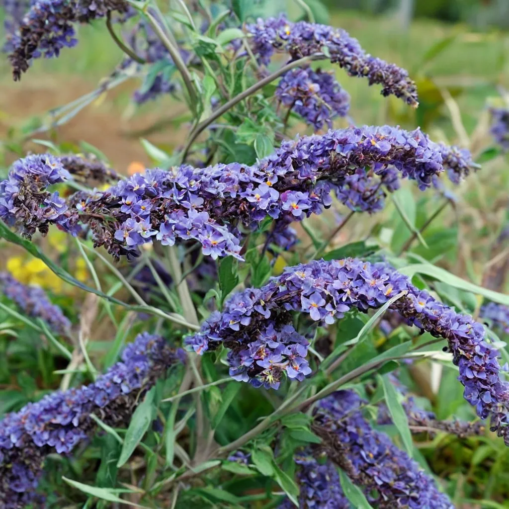 Nanho Blue Butterfly Bush