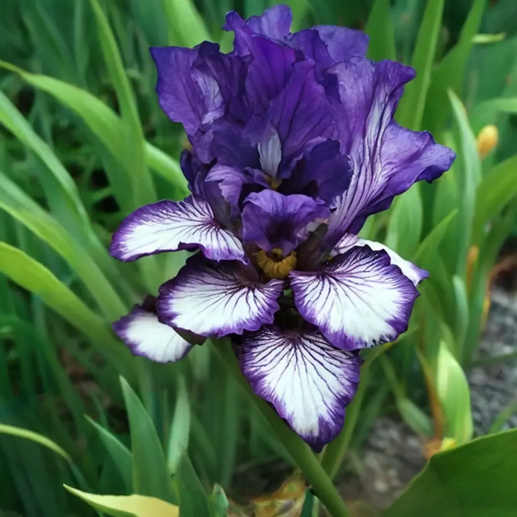 Bountiful Harvest Bearded Iris