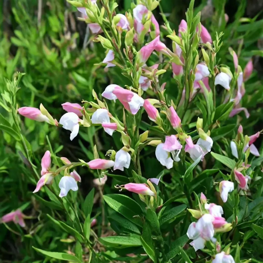 Teresa Autumn Sage