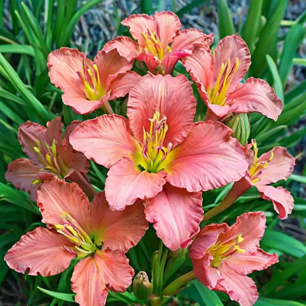 Scottish Fantasy Daylily
